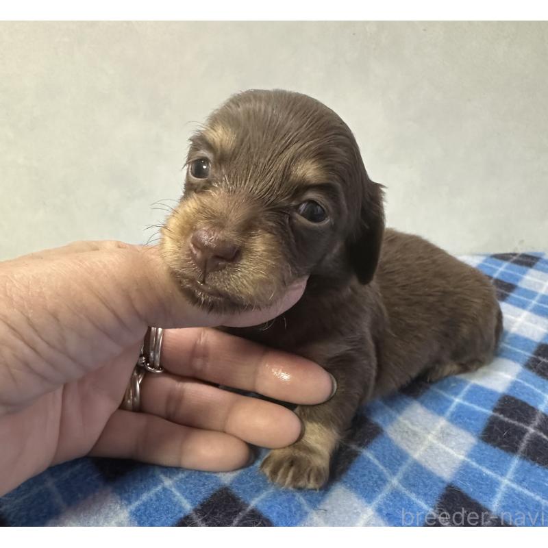 販売中の宮崎県のミニチュアダックスフンド(ロングヘアード)-445956の3枚目