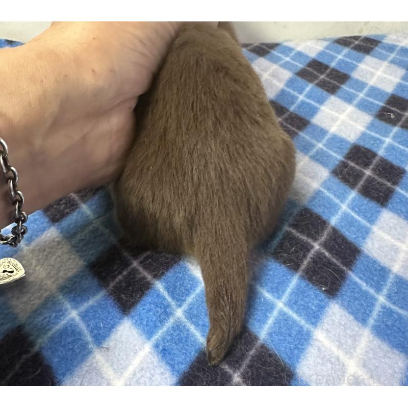 販売中の宮崎県のミニチュアダックスフンド(ロングヘアード)-445956の2枚目