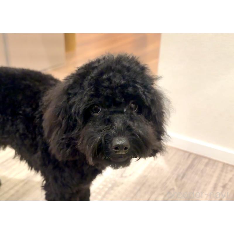 販売中の埼玉県のトイプードル-417959の5枚目