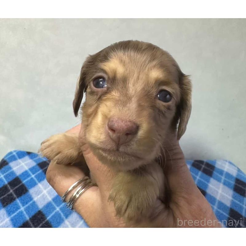 販売中の宮崎県のミニチュアダックスフンド(ロングヘアード)-445957の6枚目