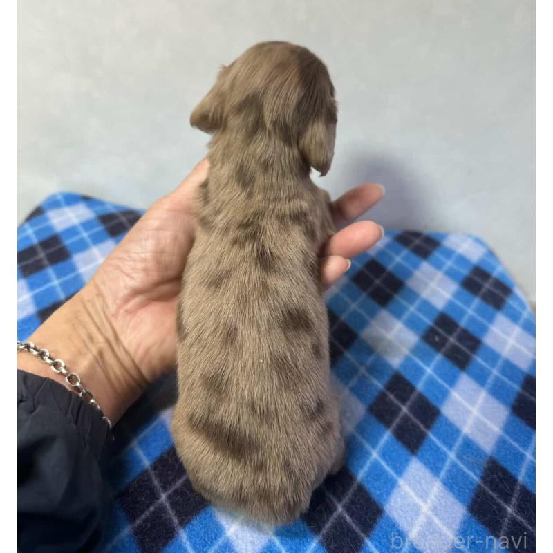 販売中の宮崎県のミニチュアダックスフンド(ロングヘアード)-445957の5枚目