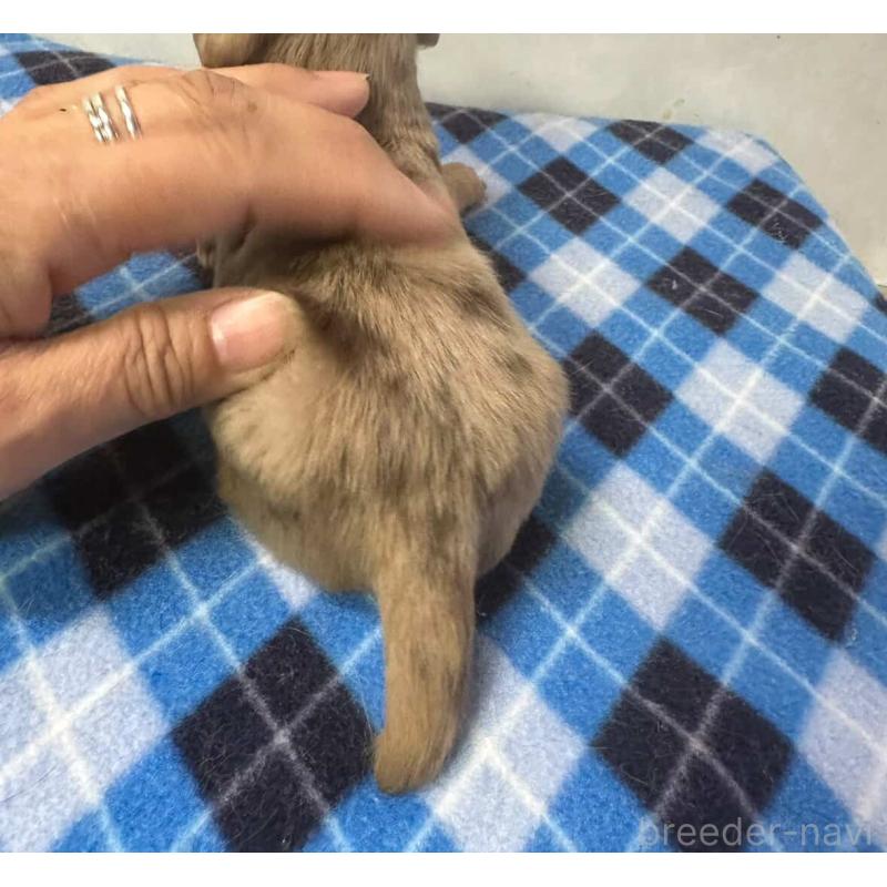 販売中の宮崎県のミニチュアダックスフンド(ロングヘアード)-445957の4枚目