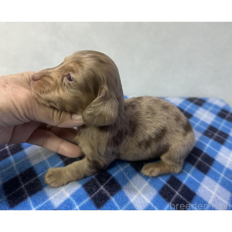 販売中の宮崎県のミニチュアダックスフンド(ロングヘアード)-445957の3枚目