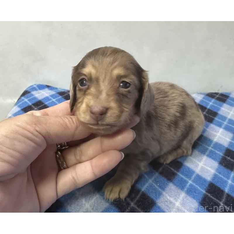 販売中の宮崎県のミニチュアダックスフンド(ロングヘアード)-445957の2枚目