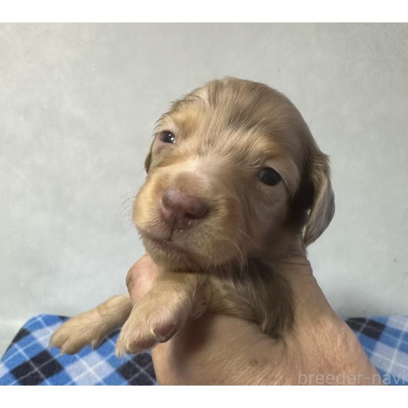 販売中の宮崎県のミニチュアダックスフンド(ロングヘアード)-445958の3枚目