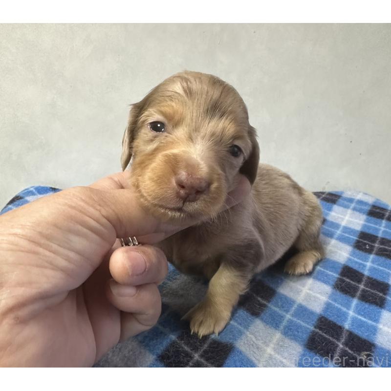 販売中の宮崎県のミニチュアダックスフンド(ロングヘアード)-445958の2枚目