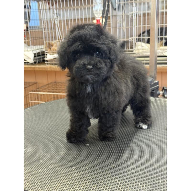 販売中の栃木県のビションプー:ビションフリーゼ×トイプードル-436748の7枚目