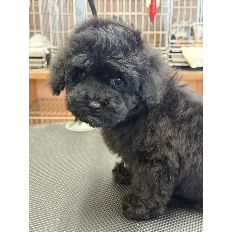 販売中の栃木県のビションプー:ビションフリーゼ×トイプードル-436748の5枚目