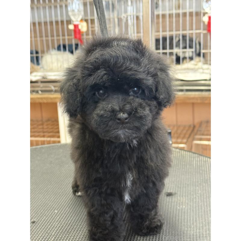 販売中の栃木県のビションプー:ビションフリーゼ×トイプードル-436748の4枚目