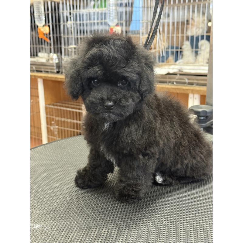 販売中の栃木県のビションプー:ビションフリーゼ×トイプードル-436748の3枚目