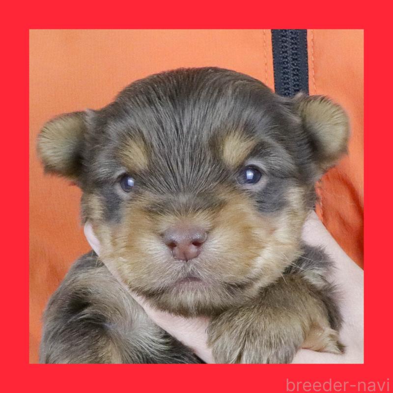 販売中の愛知県のヨークシャーテリア-444258