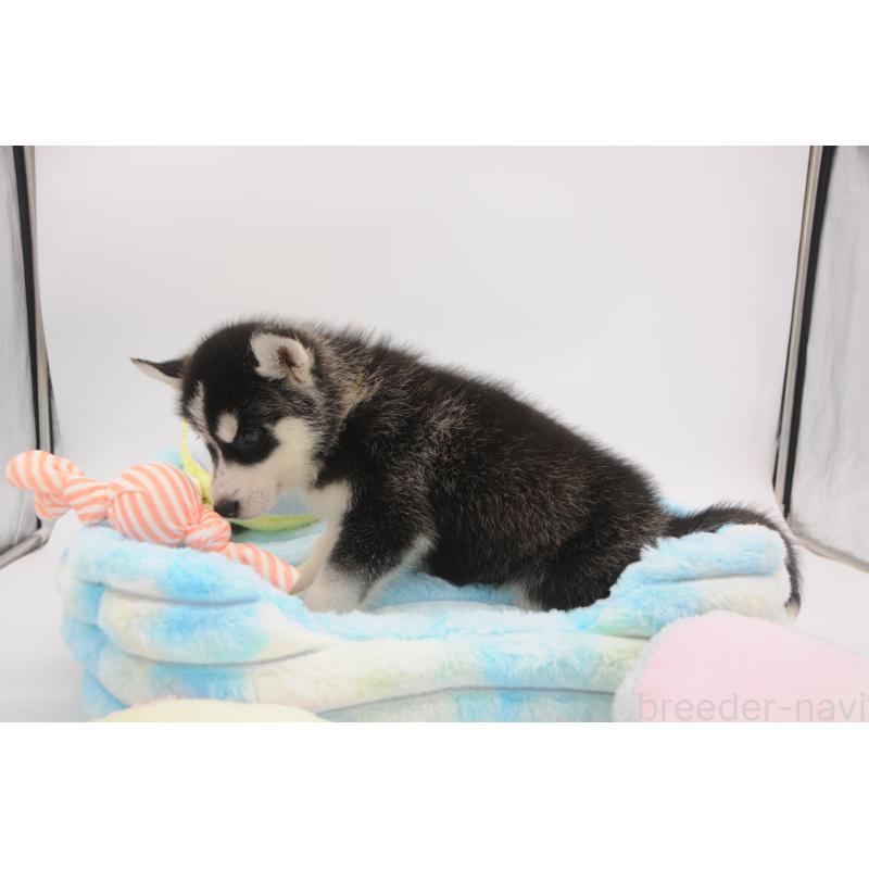 販売中の岡山県のシベリアンハスキー-445959の6枚目