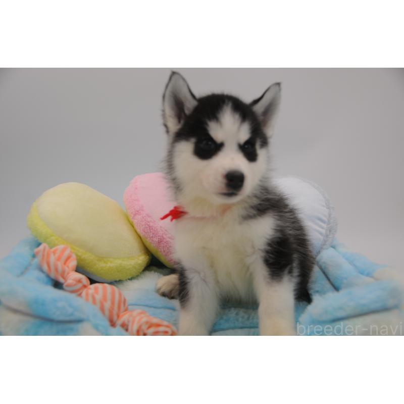 販売中の岡山県のシベリアンハスキー-445960