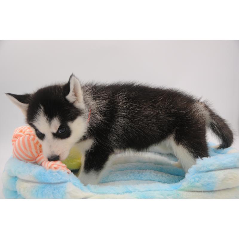 販売中の岡山県のシベリアンハスキー-445960の6枚目