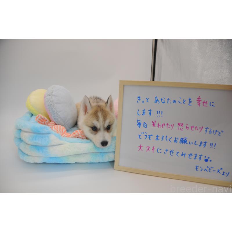 販売中の岡山県のシベリアンハスキー-445961の3枚目