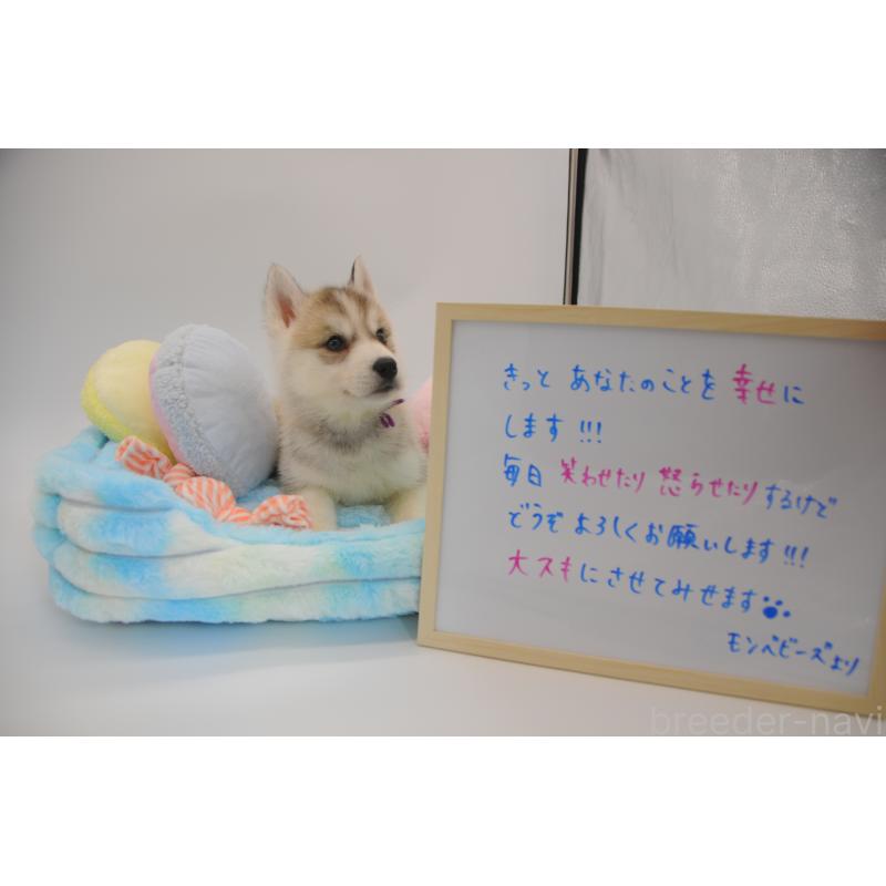 販売中の岡山県のシベリアンハスキー-445961の2枚目