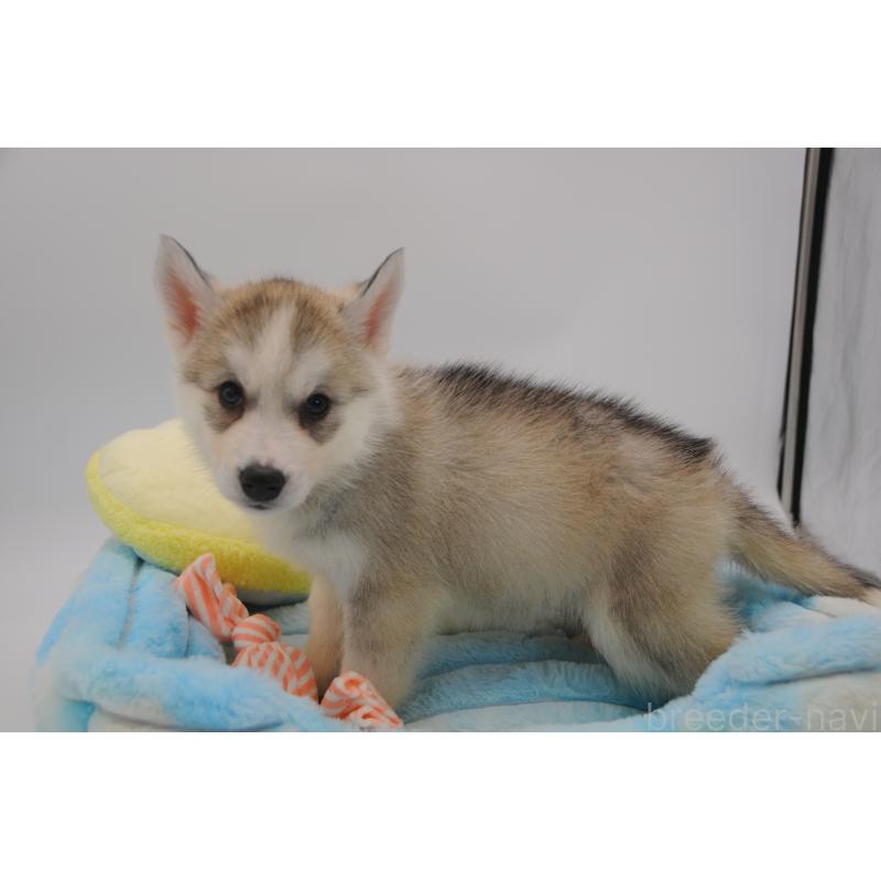 販売中の岡山県のシベリアンハスキー-445962の5枚目