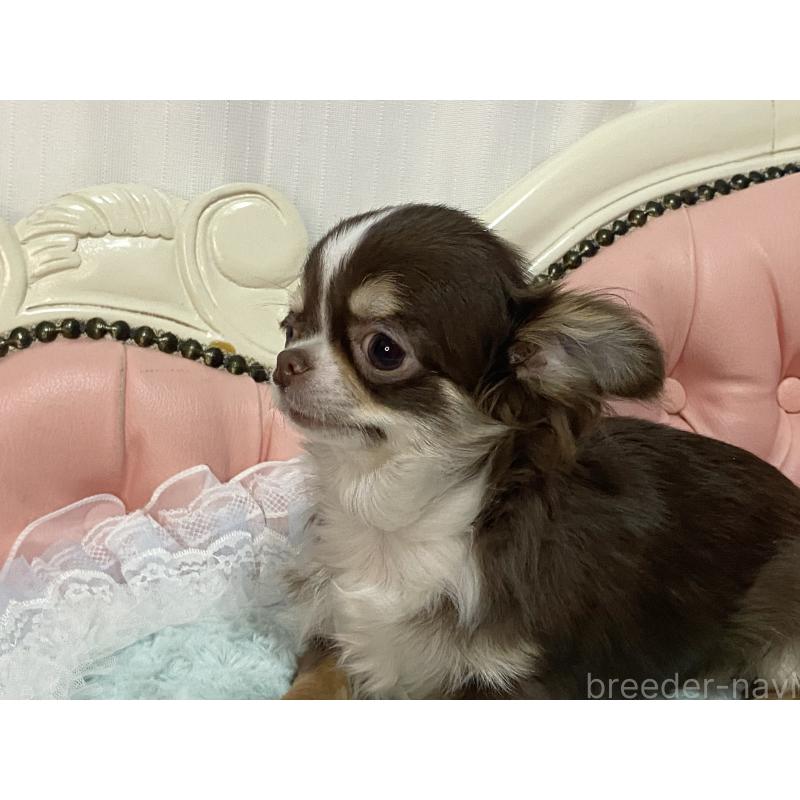 販売中の熊本県のチワワ(ロングコート)-445965の5枚目