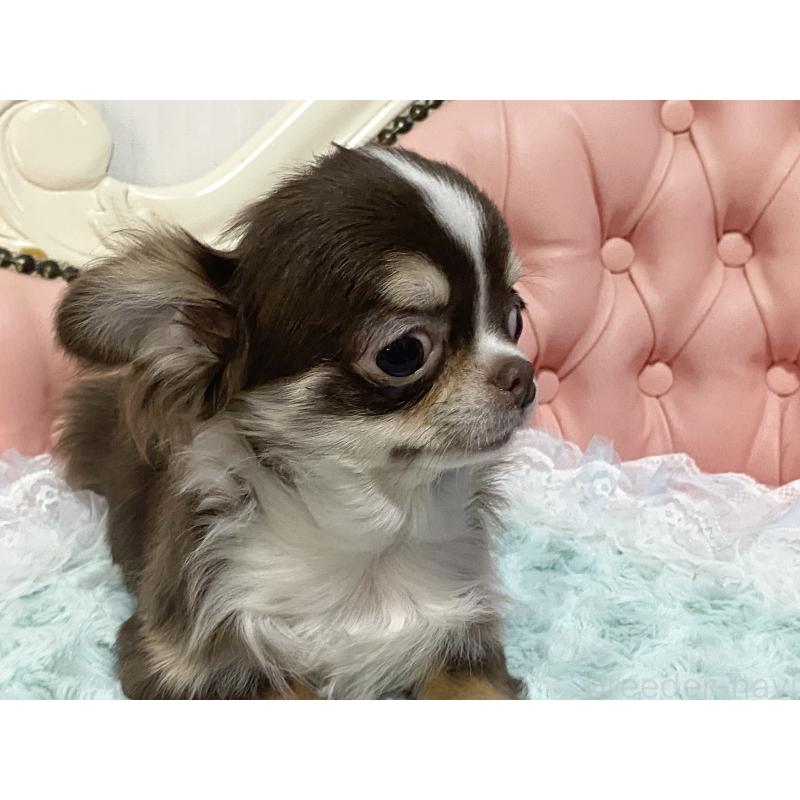 販売中の熊本県のチワワ(ロングコート)-445965の4枚目