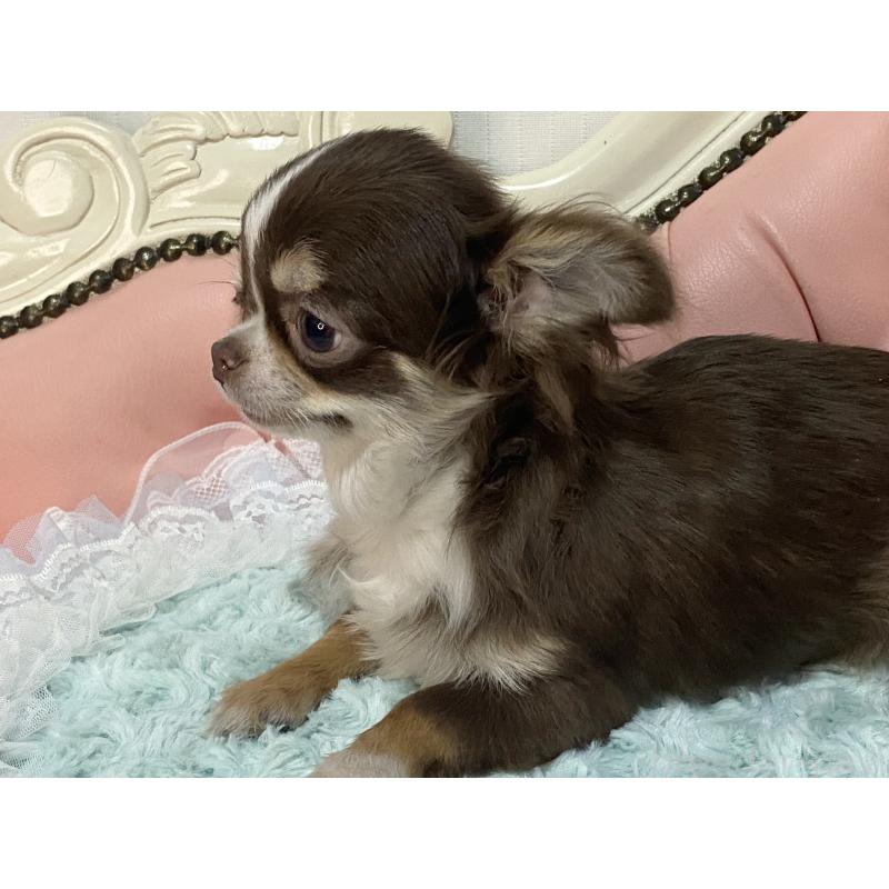 販売中の熊本県のチワワ(ロングコート)-445965の3枚目