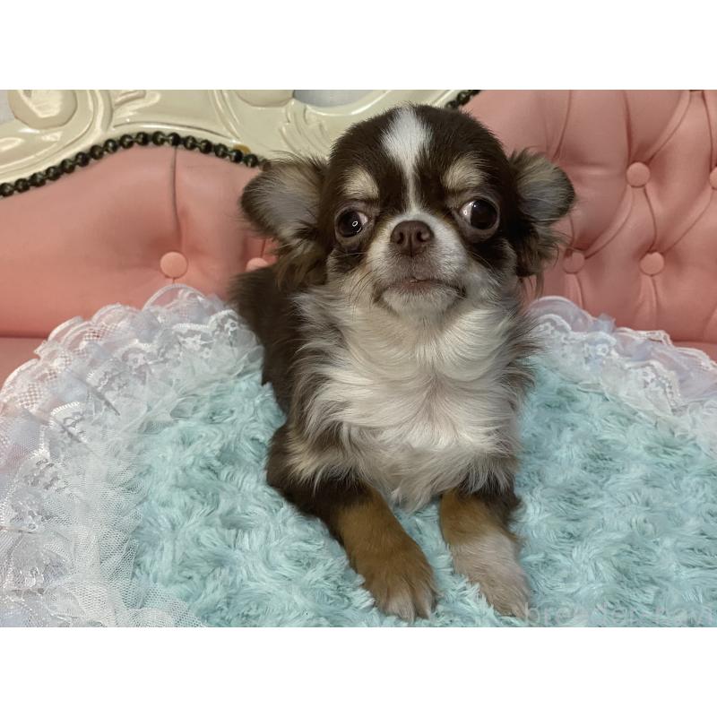 販売中の熊本県のチワワ(ロングコート)-445965の2枚目