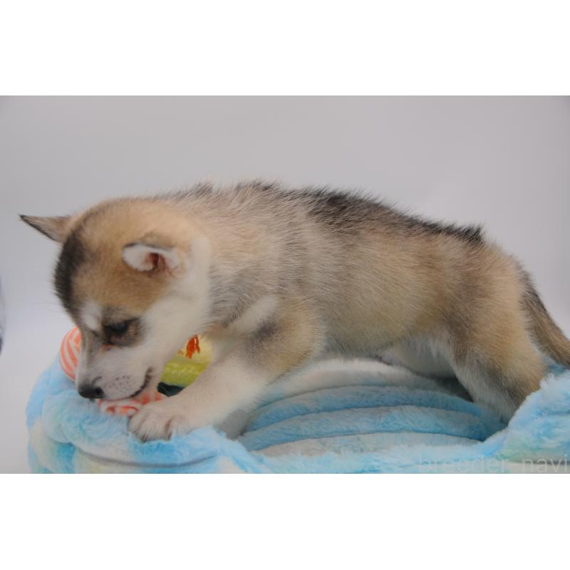 販売中の岡山県のシベリアンハスキー-445963の5枚目