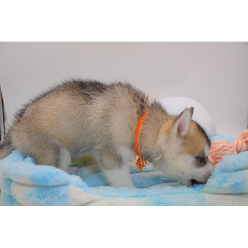 販売中の岡山県のシベリアンハスキー-445963の4枚目