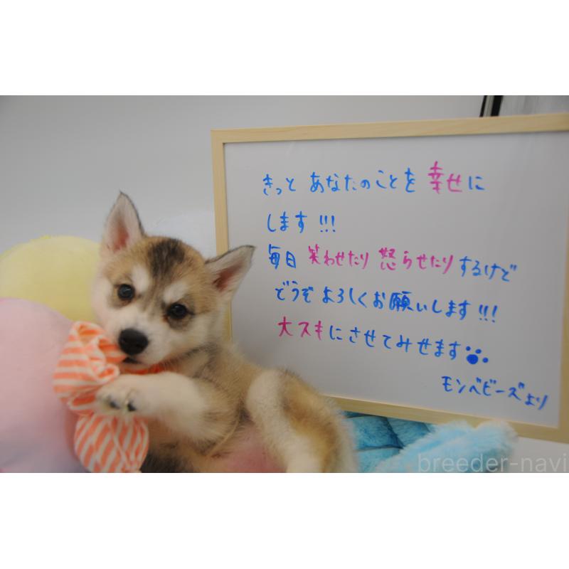 販売中の岡山県のシベリアンハスキー-445963の2枚目