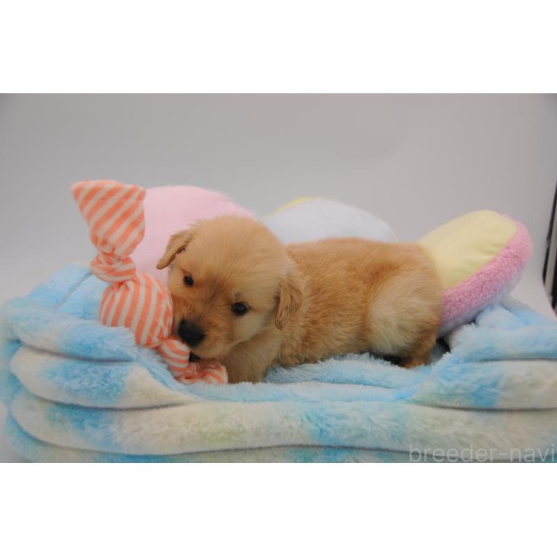 販売中の岡山県のゴールデンレトリーバー-445964の6枚目