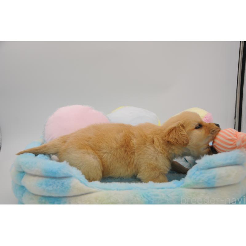 販売中の岡山県のゴールデンレトリーバー-445964の5枚目
