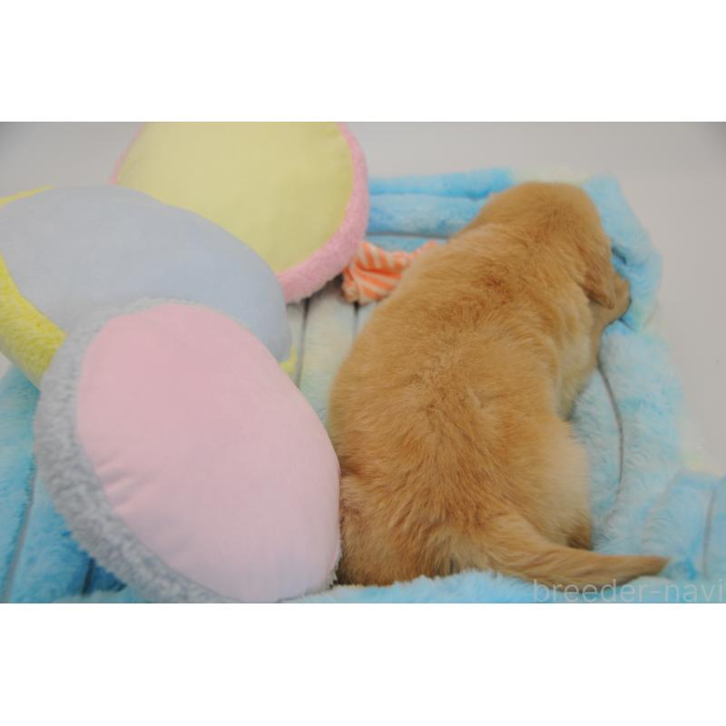 販売中の岡山県のゴールデンレトリーバー-445964の4枚目