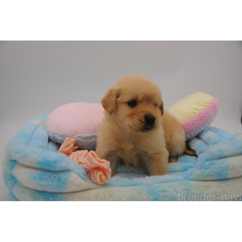 販売中の岡山県のゴールデンレトリーバー-445964の3枚目