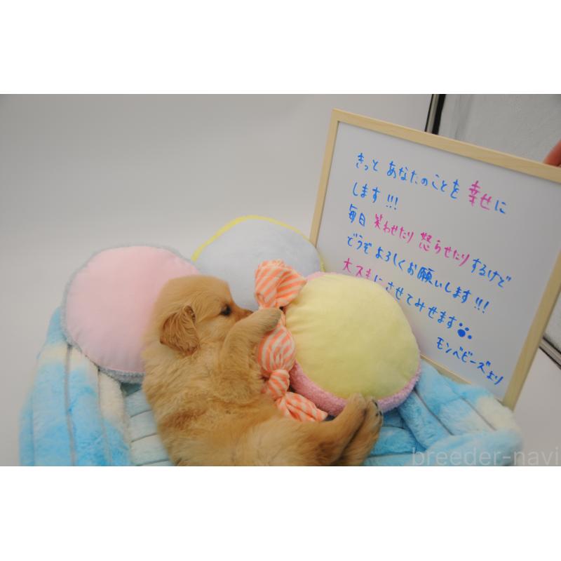 販売中の岡山県のゴールデンレトリーバー-445964の2枚目