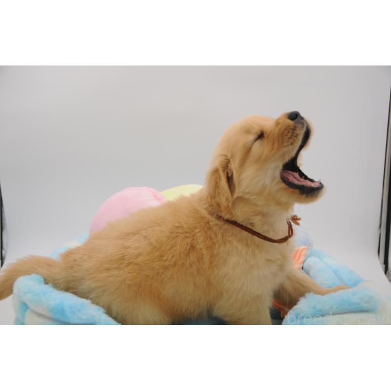 販売中の岡山県のゴールデンレトリーバー-445966の4枚目