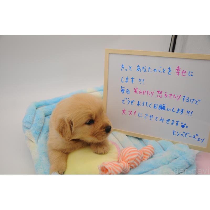 販売中の岡山県のゴールデンレトリーバー-445966の2枚目