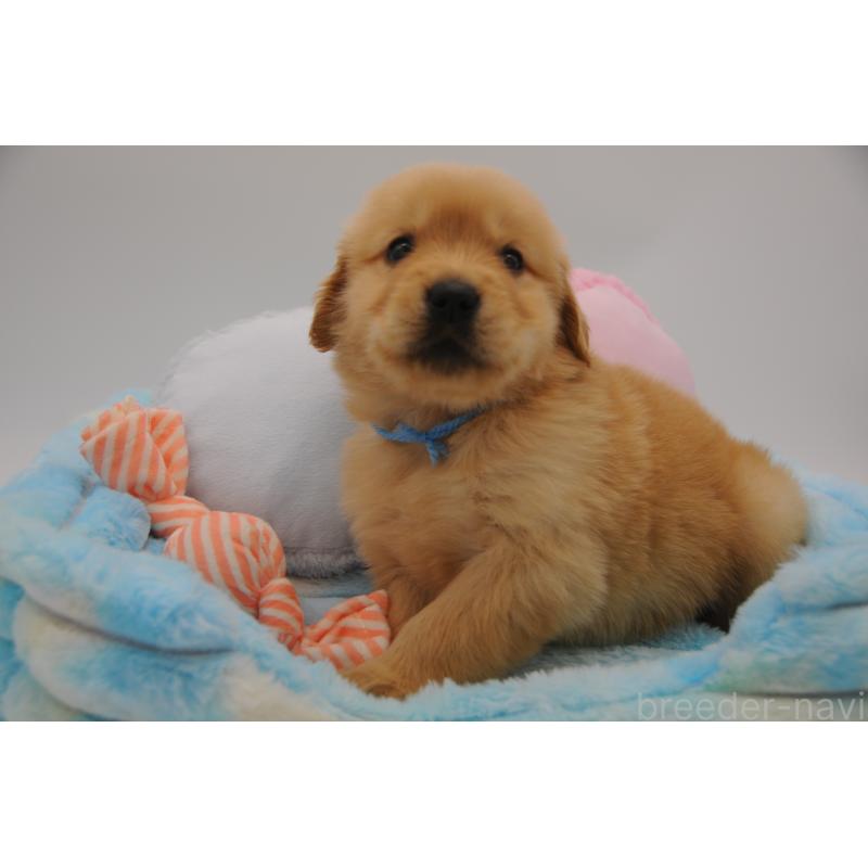 販売中の岡山県のゴールデンレトリーバー-445967