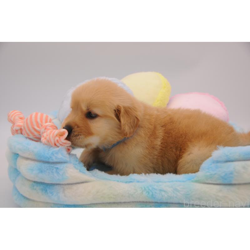 販売中の岡山県のゴールデンレトリーバー-445967の5枚目