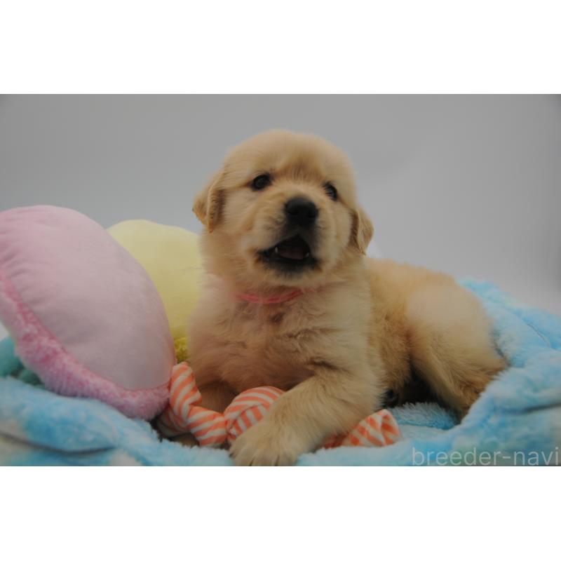 販売中の岡山県のゴールデンレトリーバー-445968の6枚目