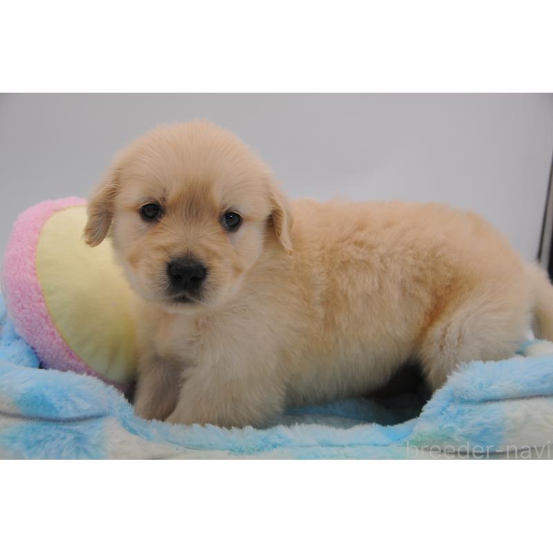 販売中の岡山県のゴールデンレトリーバー-445968の5枚目