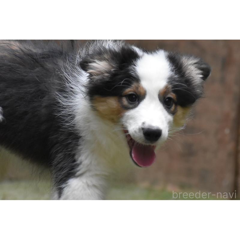 成約済の三重県のボーダーコリー-429134の6枚目