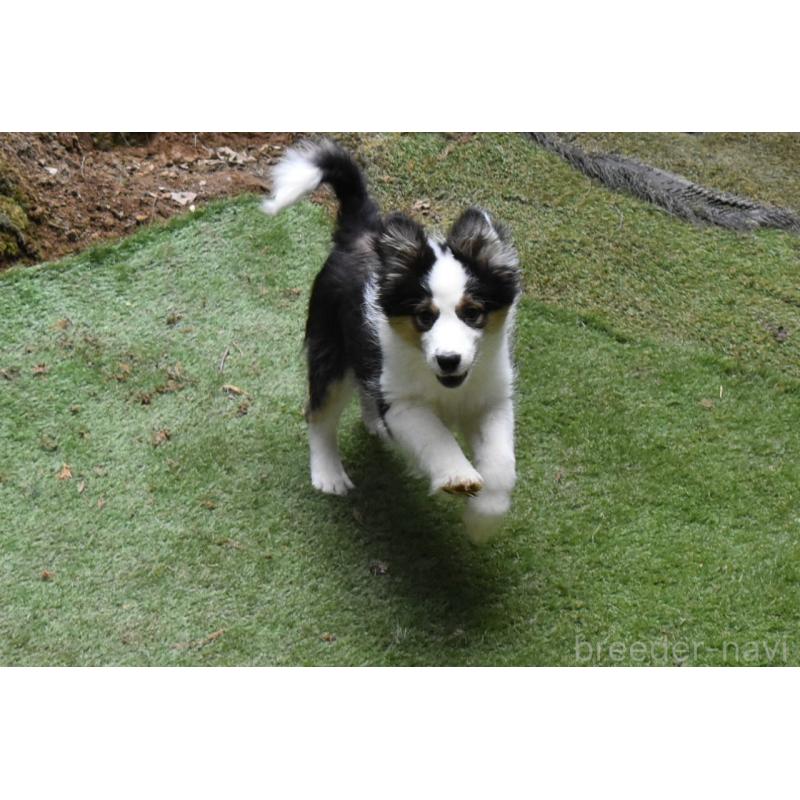 成約済の三重県のボーダーコリー-429134の5枚目