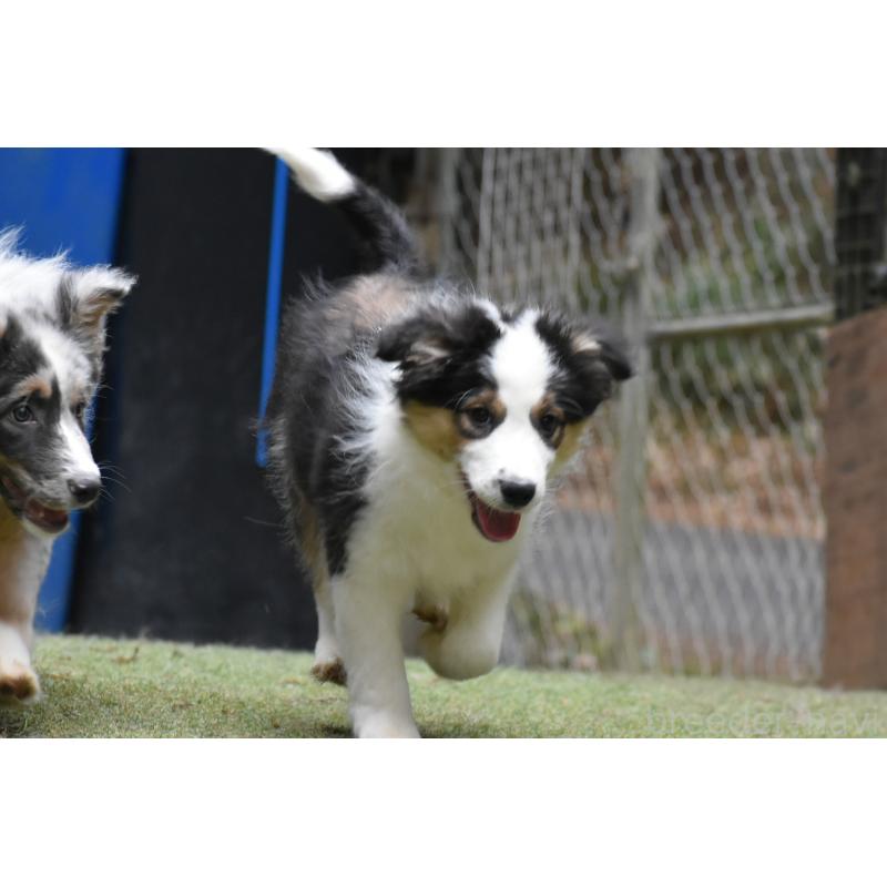 成約済の三重県のボーダーコリー-429134の4枚目