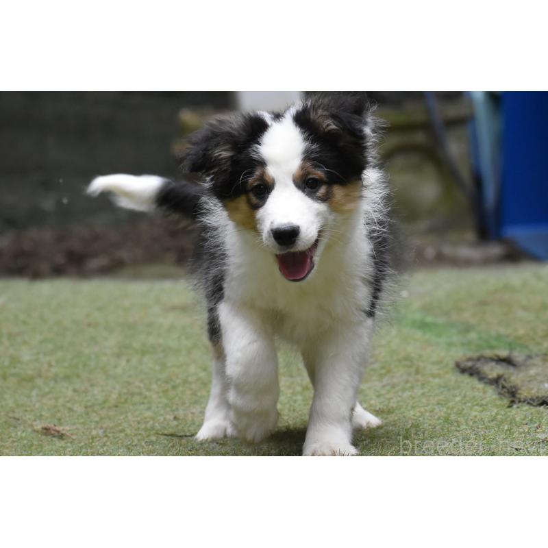 販売中の三重県のボーダーコリー-429134
