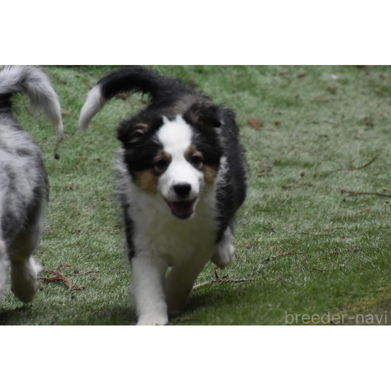 成約済の三重県のボーダーコリー-429134の3枚目