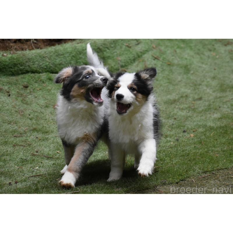 成約済の三重県のボーダーコリー-429134の2枚目