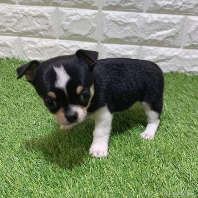 販売中の愛知県のチワワ(スムースコート)-443670