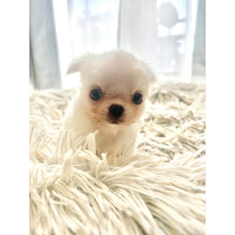 販売中の愛知県のチワワ(ロングコート)-445975の3枚目