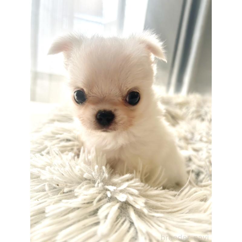 販売中の愛知県のチワワ(ロングコート)-445975の2枚目