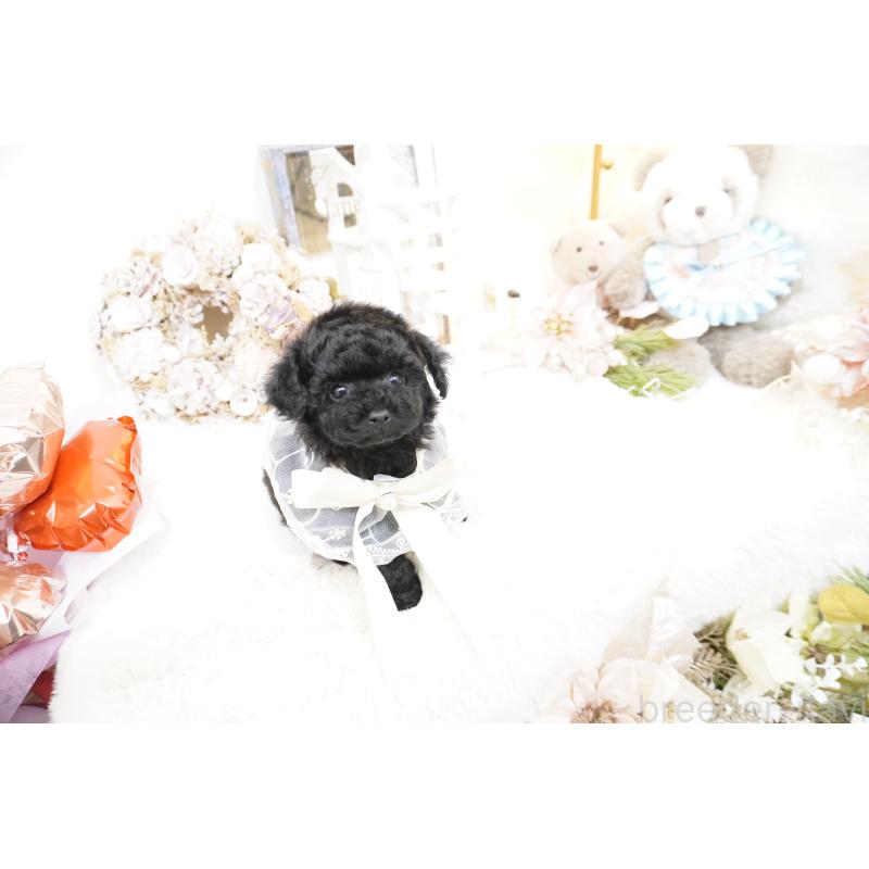 販売中の大阪府のティーカッププードル-445974の10枚目