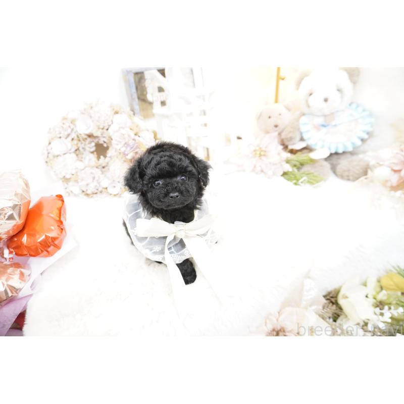 販売中の大阪府のティーカッププードル-445974の9枚目